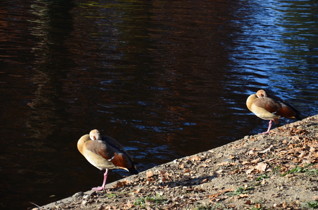 2016-12-10 Bordeaux/City center/DSC_0015.JPG